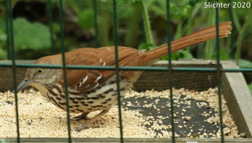 Brown Thrasher: Toxostoma rufum