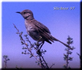 Sage Thrasher: Oreoscoptes montanus
