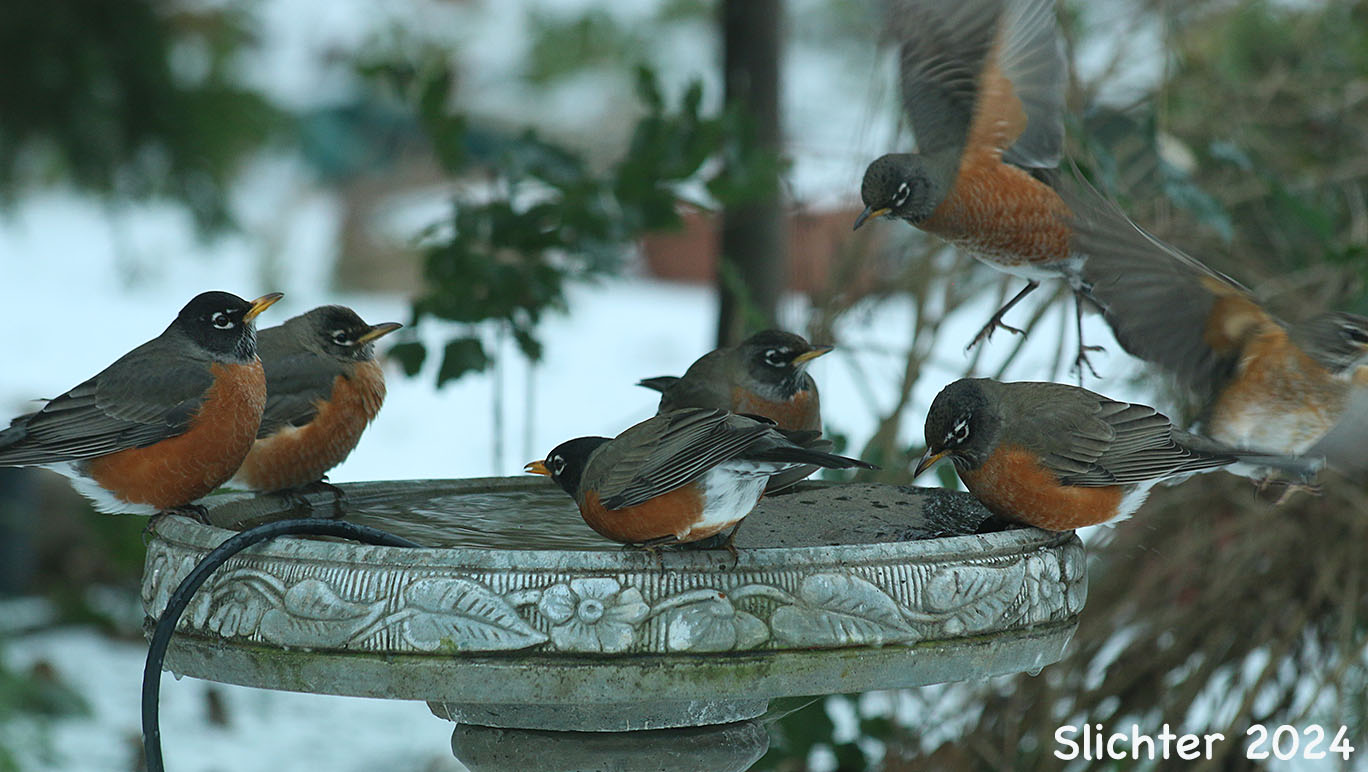 American Robin: Turdus migratorius