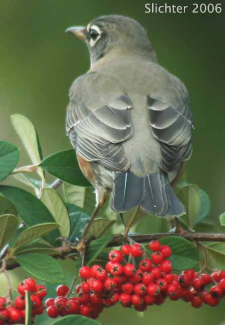 American Robin: Turdus migratorius