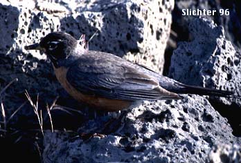 American Robin: Turdus migratorius