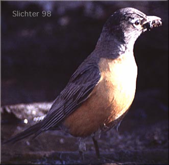 American Robin: Turdus migratorius