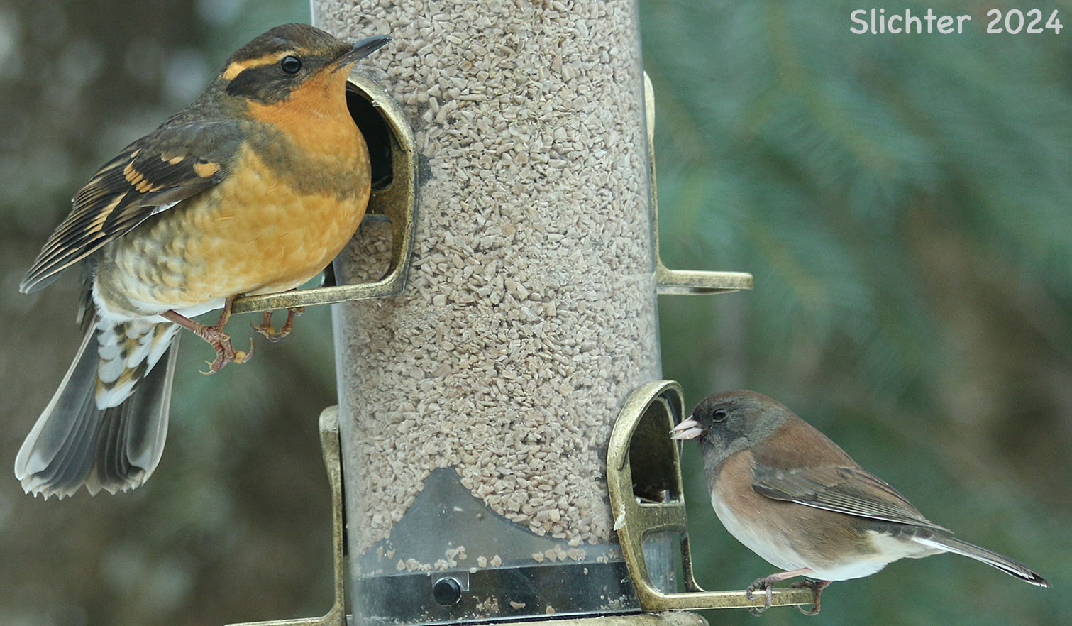 Varied Thrush: Ixoreus naevius and dark-eyed junco