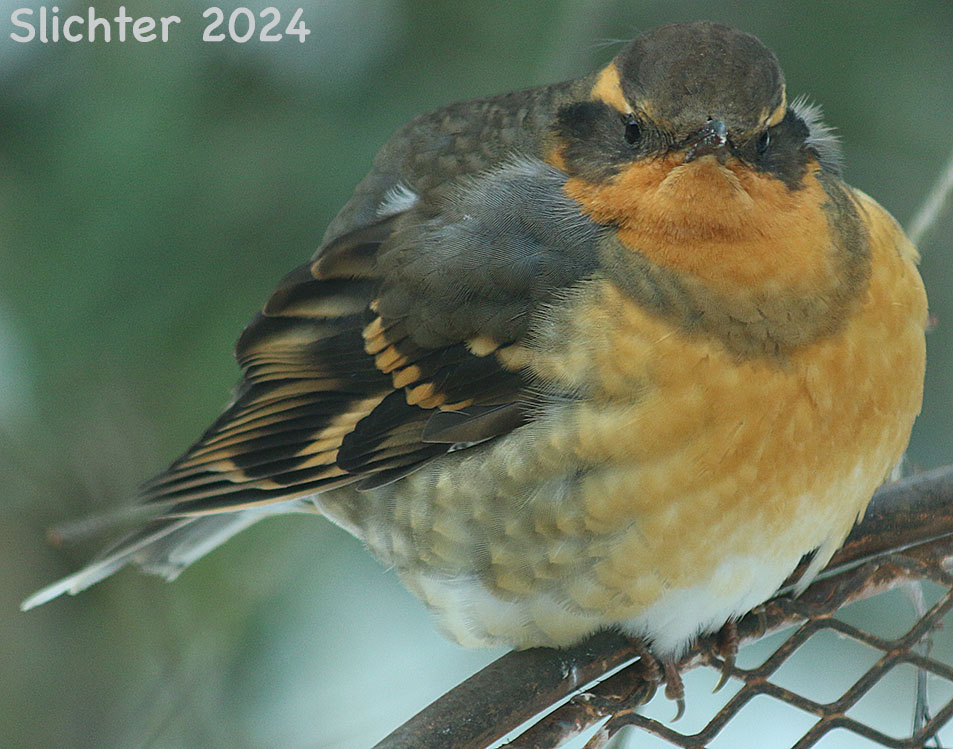 Varied Thrush: Ixoreus naevius