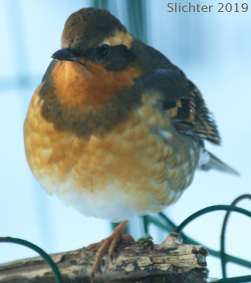 Varied Thrush: Ixoreus naevius