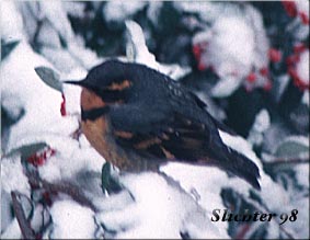 Varied Thrush: Ixoreus naevius