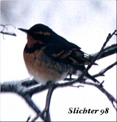 Varied Thrush: Ixoreus naevius
