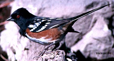 Spotted Towhee: Pipilo maculatus