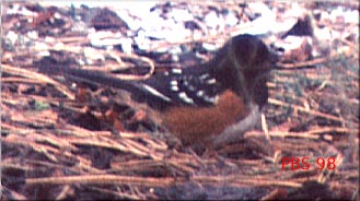 Spotted Towhee: Pipilo maculatus