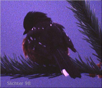 Spotted Towhee: Pipilo maculatus