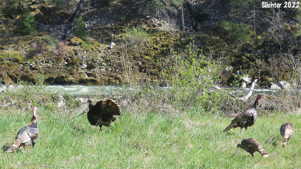 Wild Turkey: Meleagris gallopavo