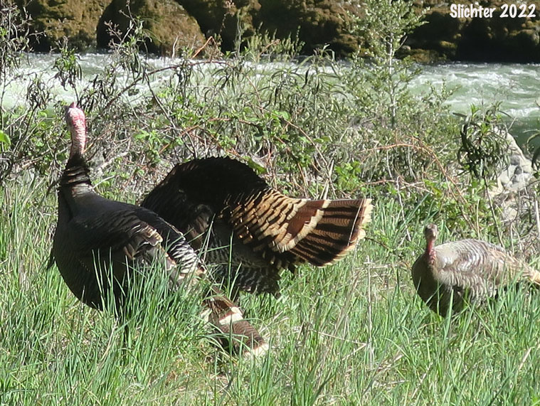 Wild Turkey: Meleagris gallopavo
