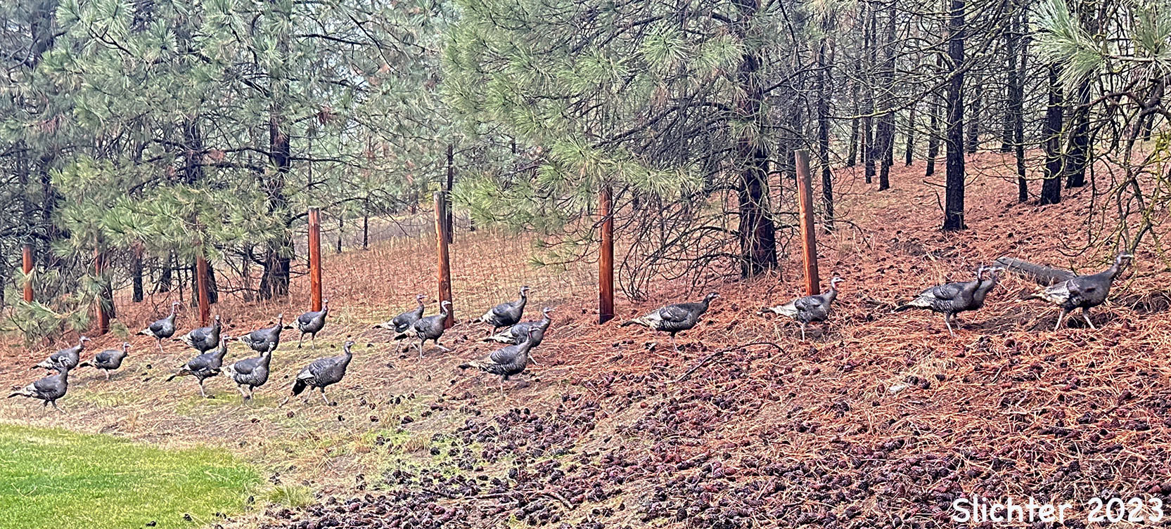 Wild Turkey: Meleagris gallopavo