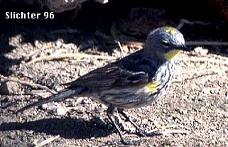 Yellow-rumped Warbler: Dendroica coronata