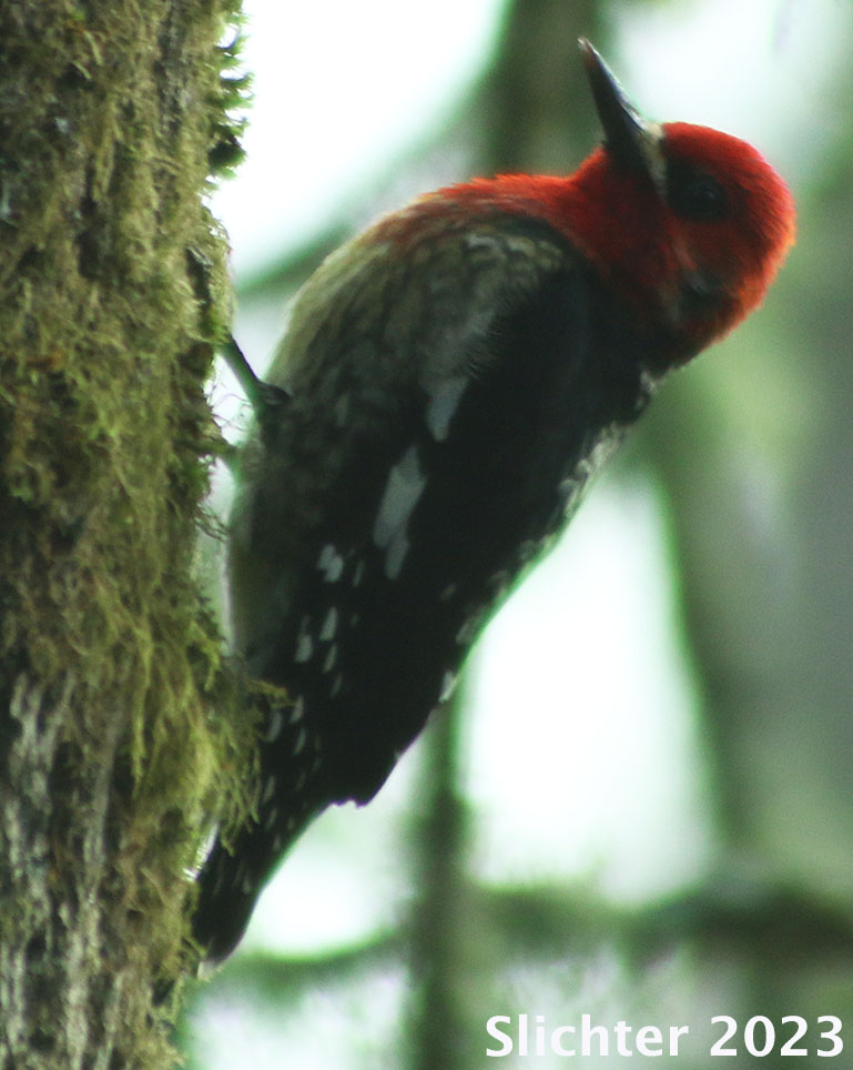 Red-breasted Sapsucker: Sphyrapicus ruber