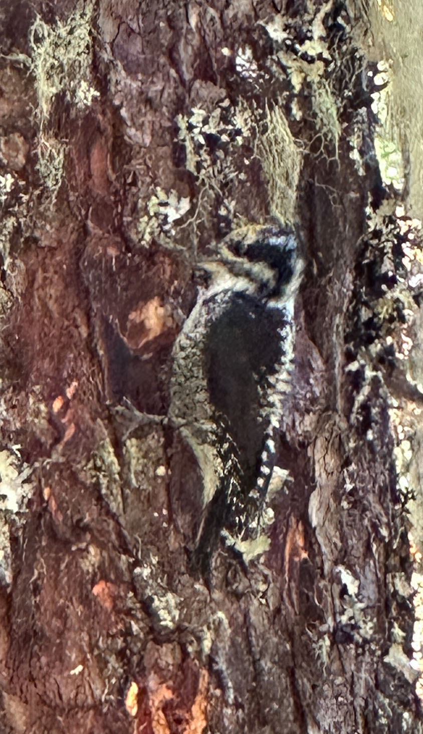 American Tree-toed Woodpecker: Picoides tridactylus