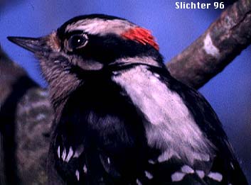 Downy Woodpecker: Picoides pubescens