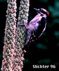 Downy Woodpecker: Picoides pubescens