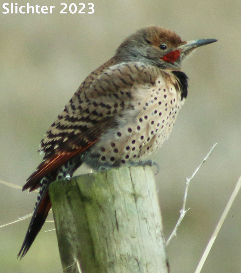 Northern Flicker: Colaptes auratus
