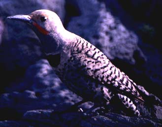 Northern Flicker: Colaptes auratus