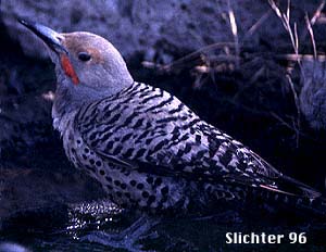 Northern Flicker: Colaptes auratus