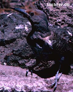 Northern Flicker: Colaptes auratus