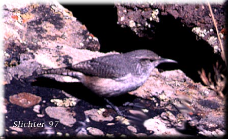 Rock Wren: Salpinctes obsoletus