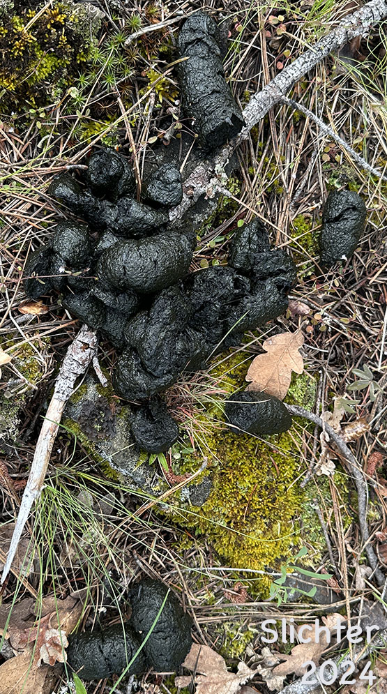 Scat of Black Bear: Euarctos americanus