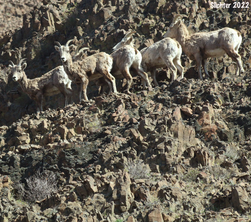 California Bighorn Sheep, Mountain Sheep: Ovis canadensis