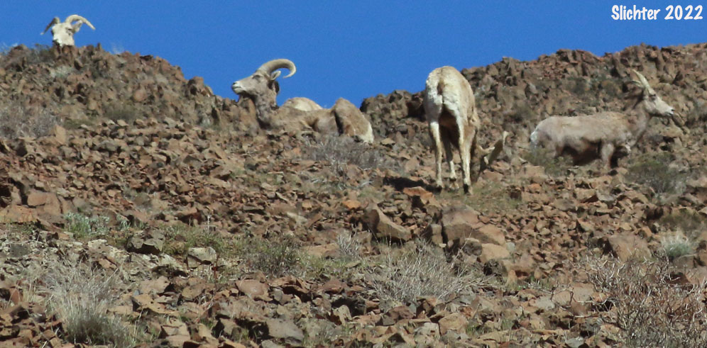 California Bighorn Sheep, Mountain Sheep: Ovis canadensis