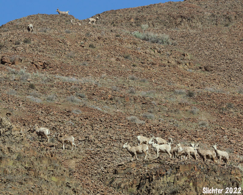 California Bighorn Sheep, Mountain Sheep: Ovis canadensis