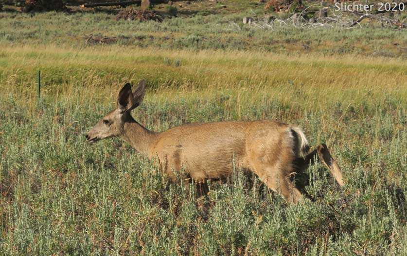 Mule Deer: Odocoileus hemionus hemionus