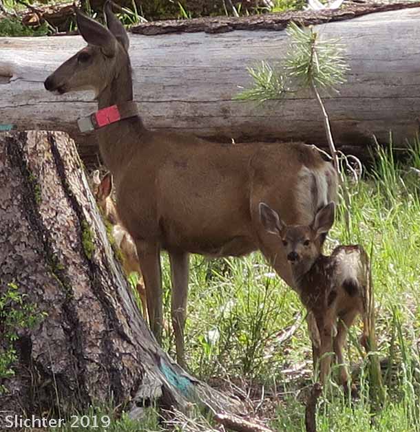 Mule Deer: Odocoileus hemionus hemionus