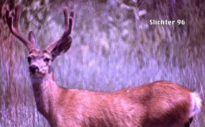 Mule Deer: Odocoileus hemionus hemionus