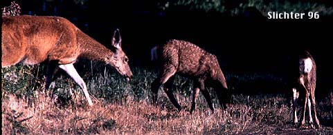Mule Deer: Odocoileus hemionus hemionus