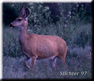 Mule Deer: Odocoileus hemionus hemionus