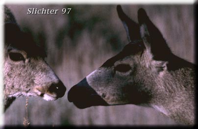 Mule Deer: Odocoileus hemionus hemionus