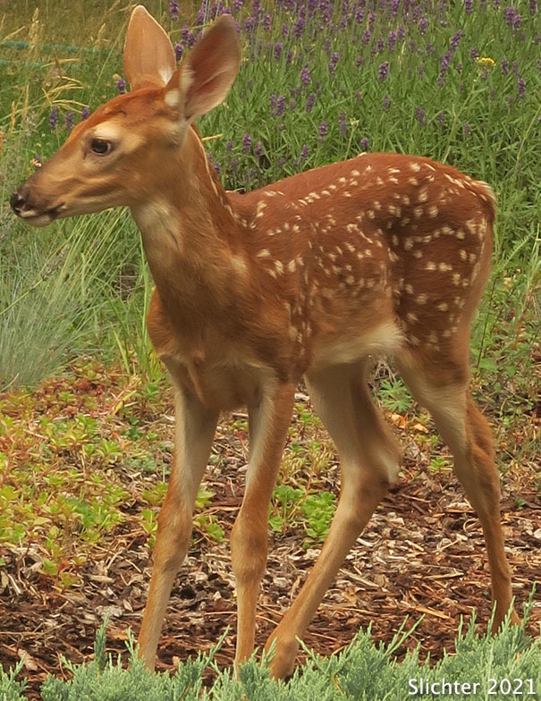 Fawn of Pend Oreille White-tailed Deer: Odocoileus virginianus ochrourus
