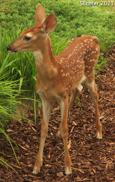 Fawn of Pend Oreille White-tailed Deer: Odocoileus virginianus ochrourus