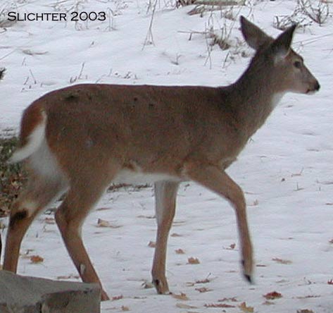 Pend Oreille White-tailed Deer: Odocoileus virginianus ochrourus