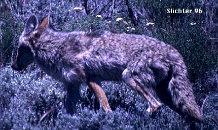 Coyote: Canis latrans