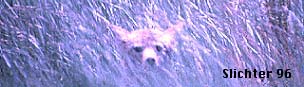 Coyote: Canis latrans