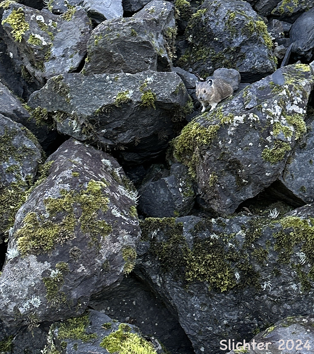 American Pika, Pika: Ochotona princeps
