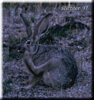 Black-tailed Hare: Lepus californicus