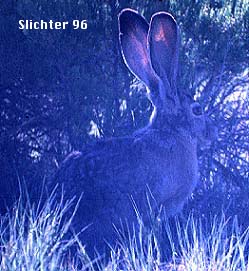 Black-tailed Hare: Lepus californicus