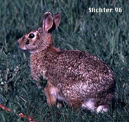 Eastern Cottontail: Sylvilagus floridanus