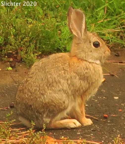 Nuttall's Cottontail, Mountain Cottontail: Sylvilagus nuttallii