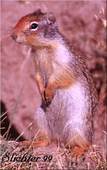 Columbian Ground Squirrel: Spermophilis columbianus