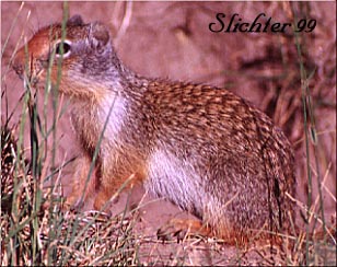 Columbian Ground Squirrel: Spermophilis columbianus