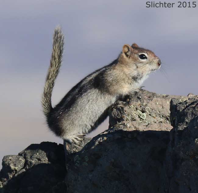Sierra Golden-mantled Ground Squirrel: Spermophilus lateralis